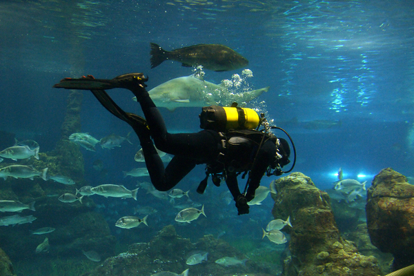 University of Florida's Fascinating Journey into Marine Biology