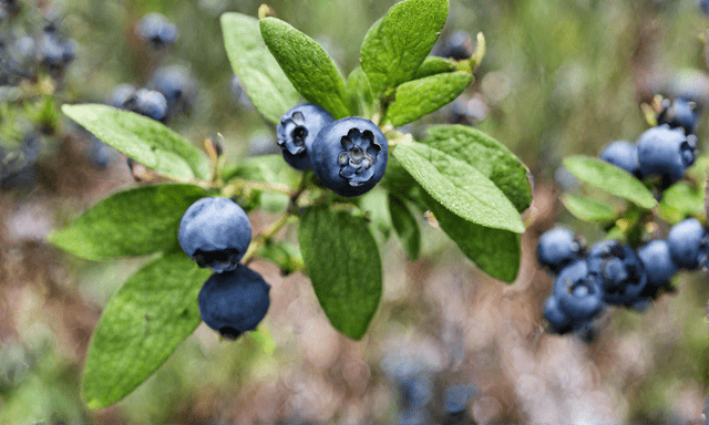 Maine's Blueberries: Nature's Sweet Delight.