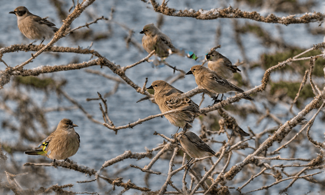 Migrant Birds in Maine: A Short Guide